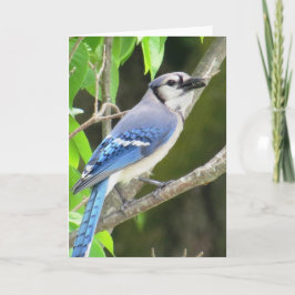 Cartão Blue Jay