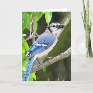 Cartão Blue Jay