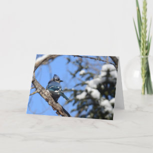 Cartão Blue Jay Bird in Winter Snow Blank Greeting Card