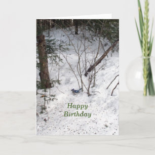 Cartão Blue Jay Birthday