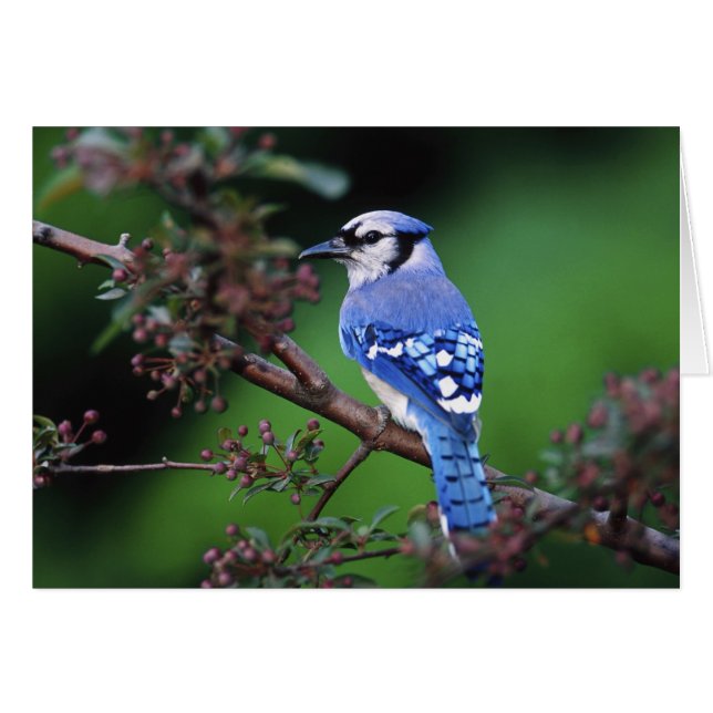 Cartão Blue Jay, Cyaoncitta cristata (Frente Horizontal)
