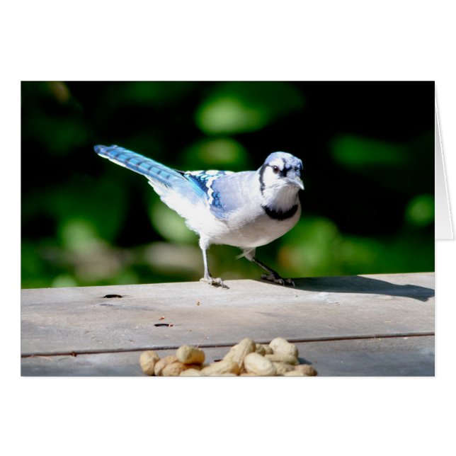 Cartão Blue Jay ganhando um amendoim (Frente Horizontal)