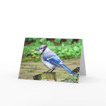 Blue Jay Greeting Card