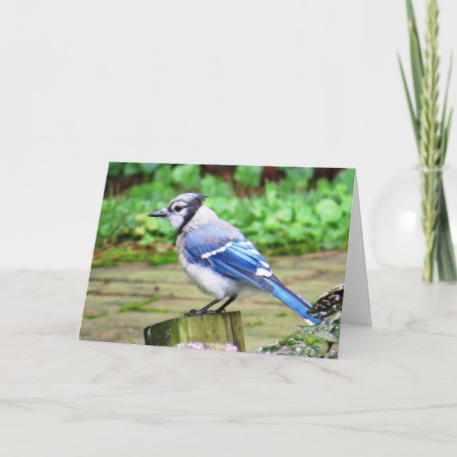 Cartão Blue Jay Greeting Card (Frente)
