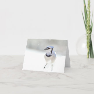 Cartão Blue Jay Greeting Card (blank inside)