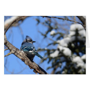 Cartão Blue Jay in Snow