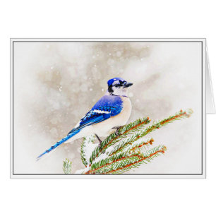 Cartão Blue Jay no inverno