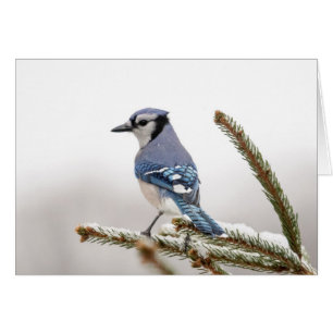 Cartão Blue Jay no inverno