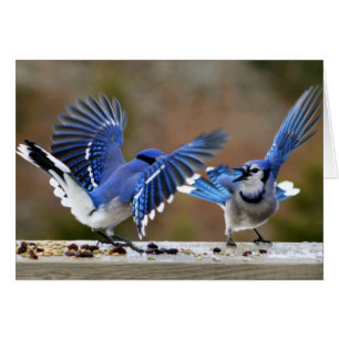 Cartão Blue Jays Esmagando durante o almoço