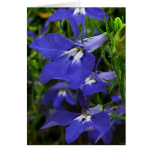 Cartão Blue Lobelia