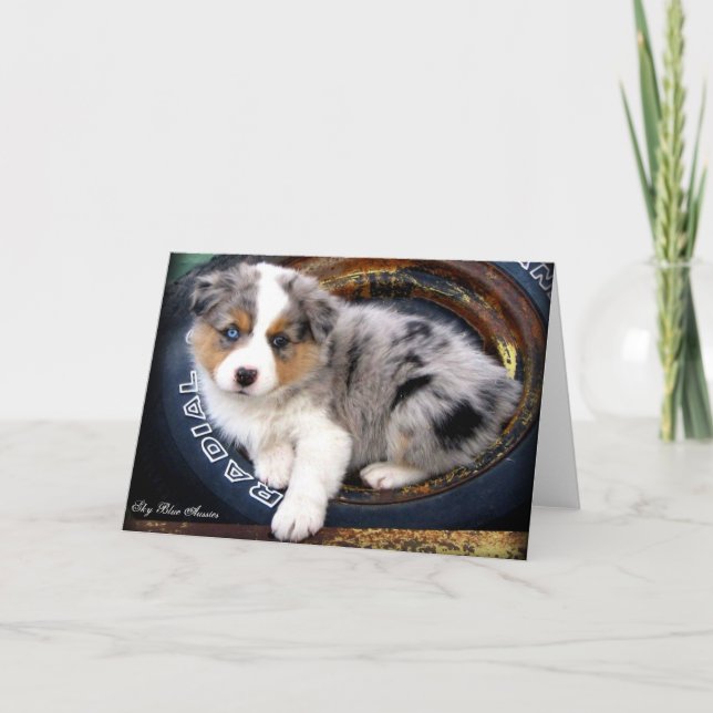 Cartão Blue Merle 4 Australian Shepherd Greeting Card (Frente)
