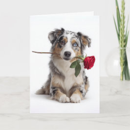 Cartão Blue Merle Aussie no Dia dos Namorados – Amor Devo