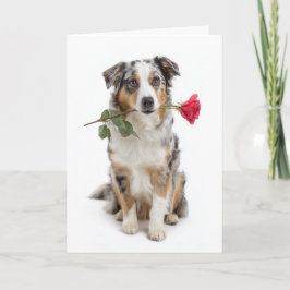 Cartão Blue Merle Aussie no Dia dos Namorados – Amor Devo