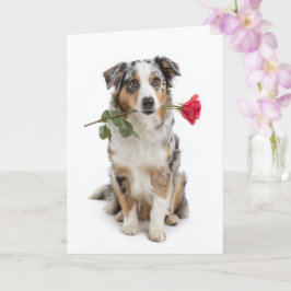 Cartão Blue Merle Aussie no Dia dos Namorados – Amor Devo