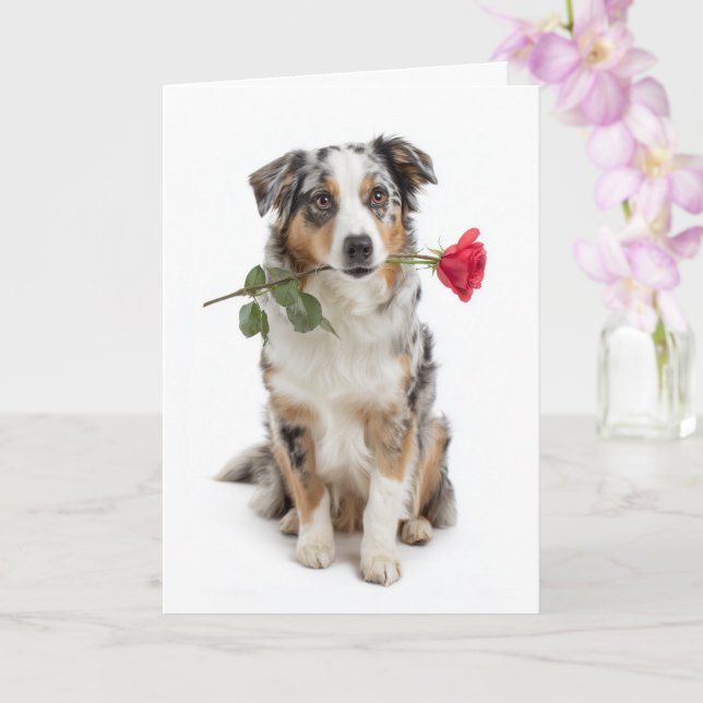 Cartão Blue Merle Aussie no Dia dos Namorados – Amor Devo (Orquídea)