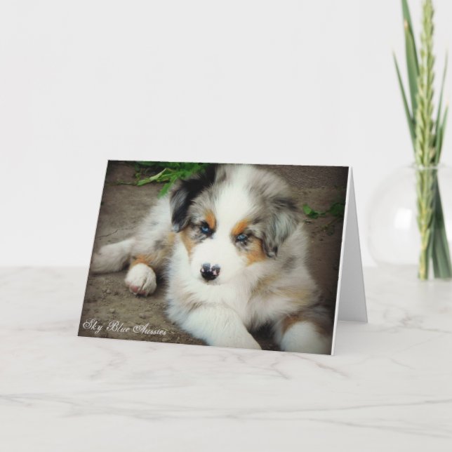 Cartão Blue Merle Australian Shepherd Greeting Card (Frente)