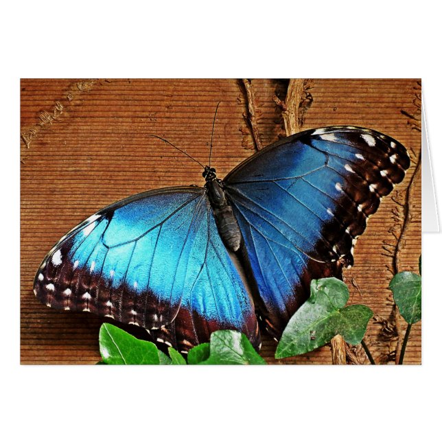 Cartão Blue Morpho - Borboleta (Frente Horizontal)