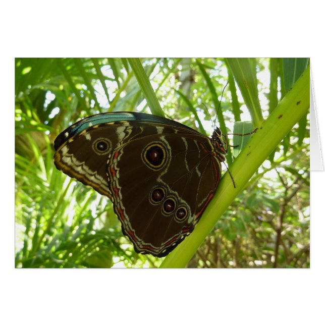 Cartão Blue Morpho Butterfly - Fotografia da natureza tro (Frente Horizontal)