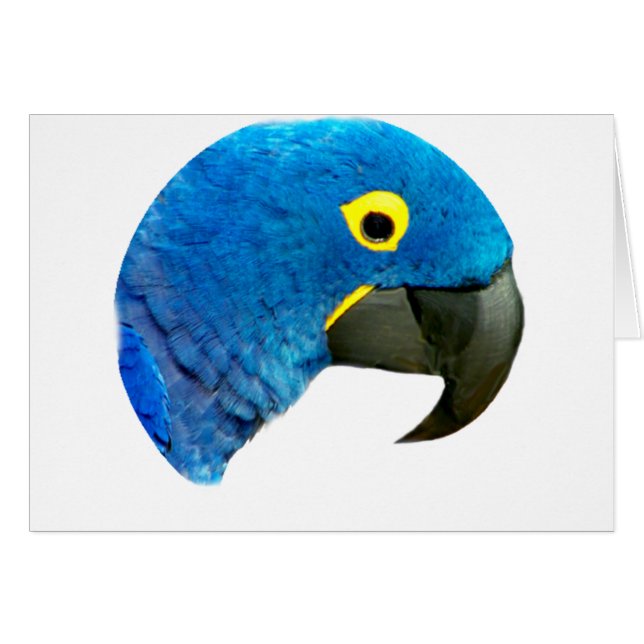 Cartão Blue Parrot of Love (Frente Horizontal)