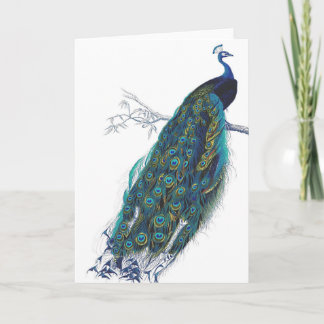 Cartão Blue Peacock with beautiful tail feathers