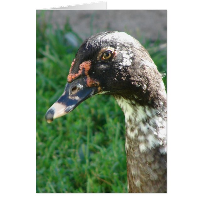 Cartão Blue Pied Muscovy Drake (Frente)