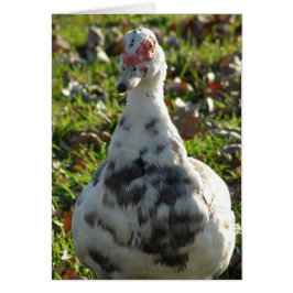 Cartão Blue Pied Muscovy Hen