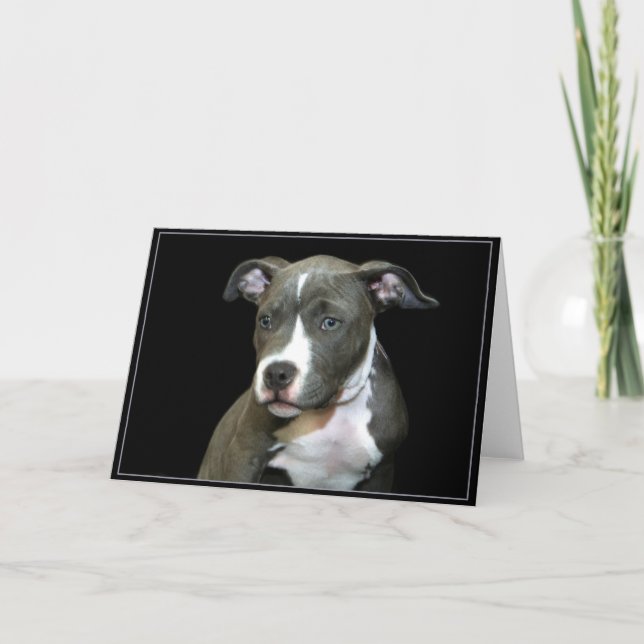 Cartão Blue Pitbull Puppy Greeting Card (Frente)