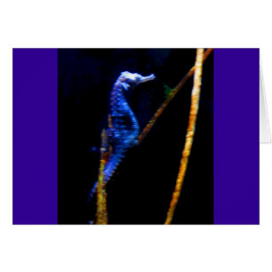 Cartão Blue Seacavalo CB