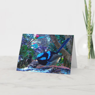 Cartão Blue Superb Fairy Wren, Australian bird