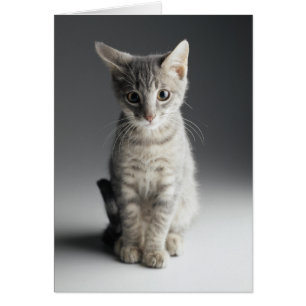 Cartão Blue Tabby Kitten