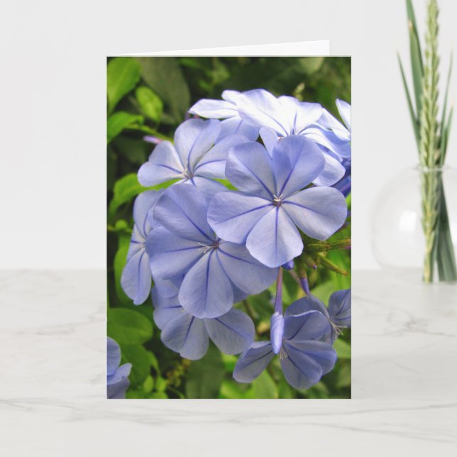 Cartão Blue Thinking of You (Frente)