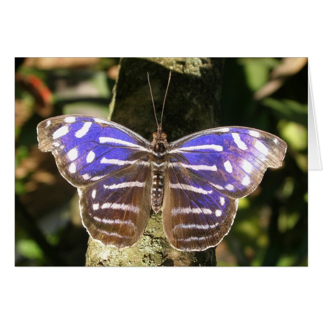 Cartão Blue Wave Butterly (Frente horizontal)