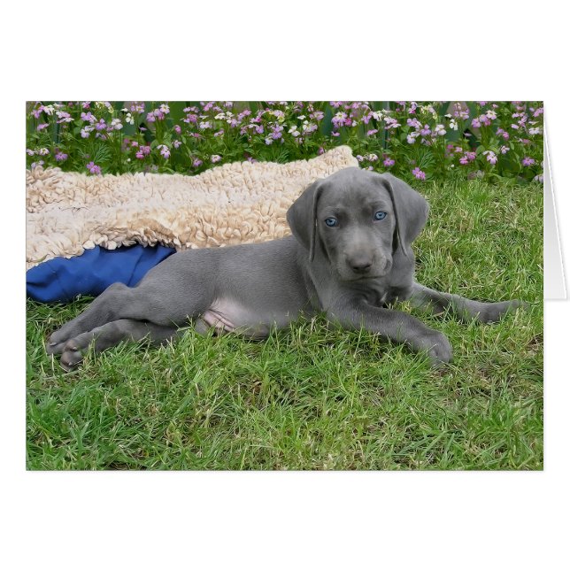 Cartão Blue Weimaraner Puppy (Frente Horizontal)