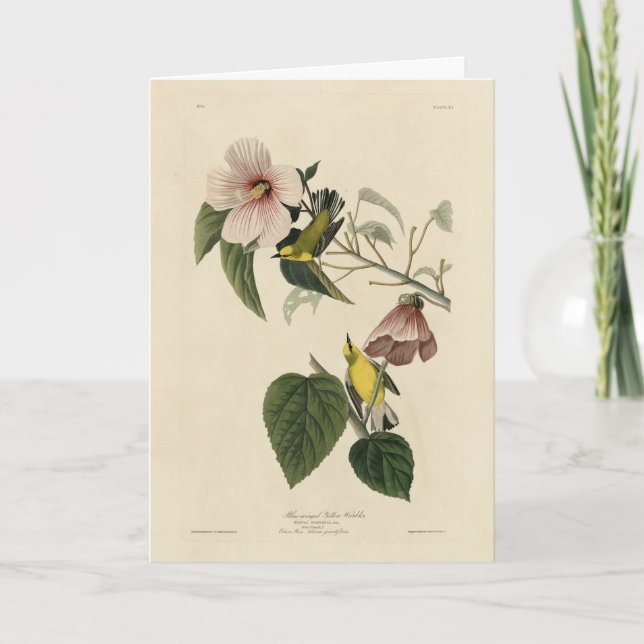 Cartão Blue-Winged Yellow Warbler - Audubon Birds America (Frente)