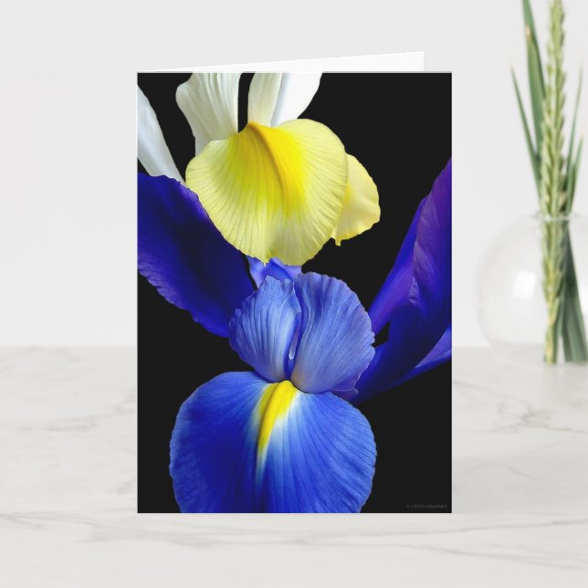 Cartão Blue & Yellow Iris Flowers 4b (Frente)