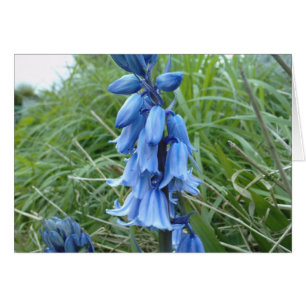 Cartão Bluebells
