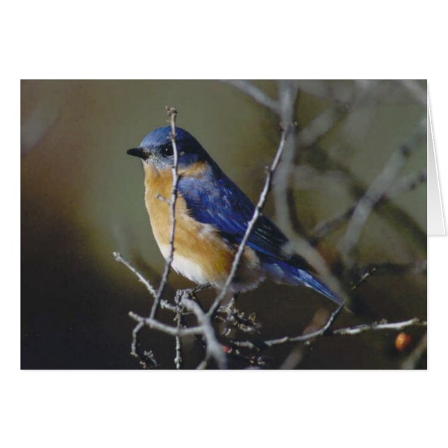 Cartão Bluebird (Frente Horizontal)