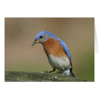 Cartão Bluebird