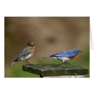 Cartão Bluebird