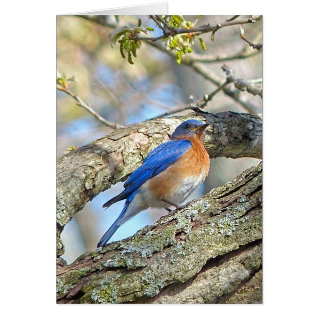 Cartão Bluebird (Frente)