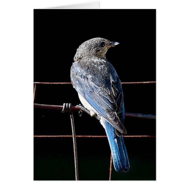 Cartão bluebird (Frente)