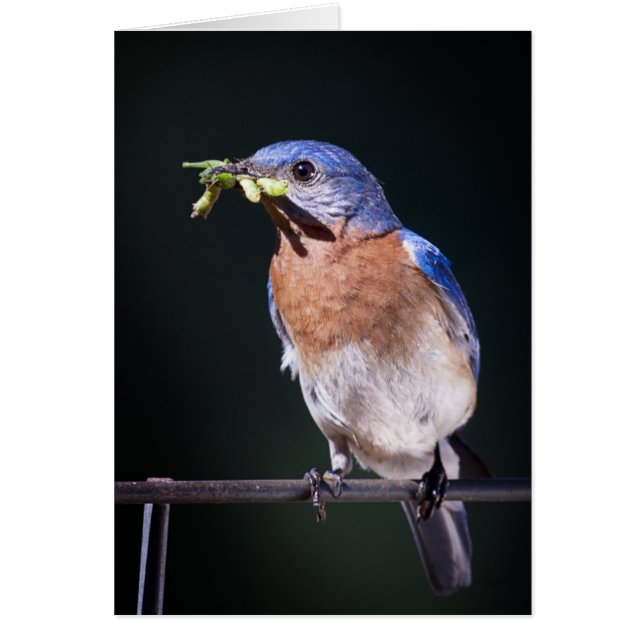 Cartão bluebird2 (Frente)