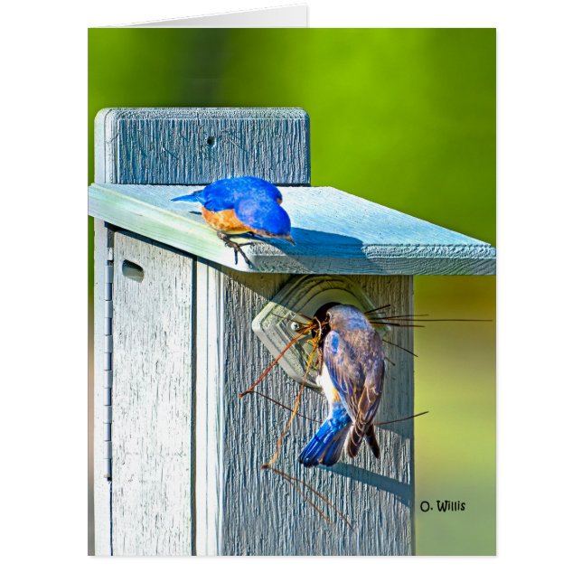 Cartão Bluebird 020 que aninha o resíduo metálico grande (Frente)