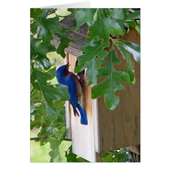 Cartão Bluebird em casa (Frente)