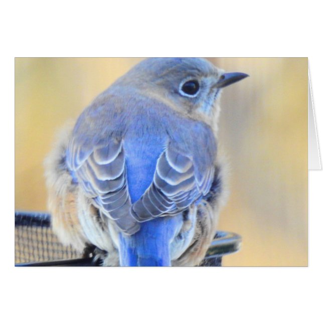 Cartão Bluebird frio em NH (Frente Horizontal)