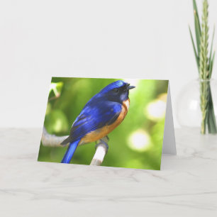 Cartão Bluebird Happiness Card