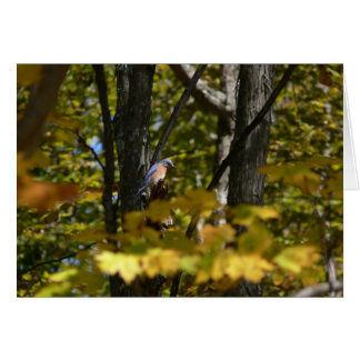 Cartão Bluebird no Sun