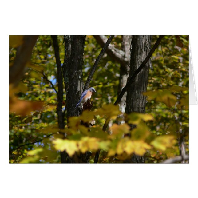 Cartão Bluebird no Sun (Frente Horizontal)