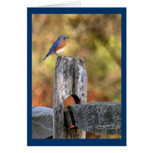 Cartão Bluebird of Felicidade ~ Art Mooney