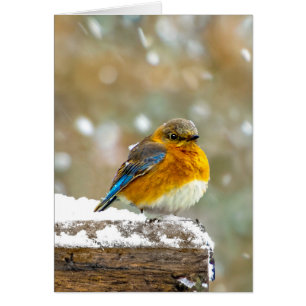 Cartão Bluebird oriental na neve - Foto original
